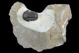 Gerastos Trilobite Fossil - Foum Zguid, Morocco #125188-1